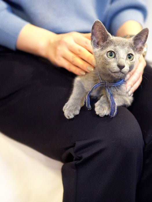 ケトレル・ストレートパンツ